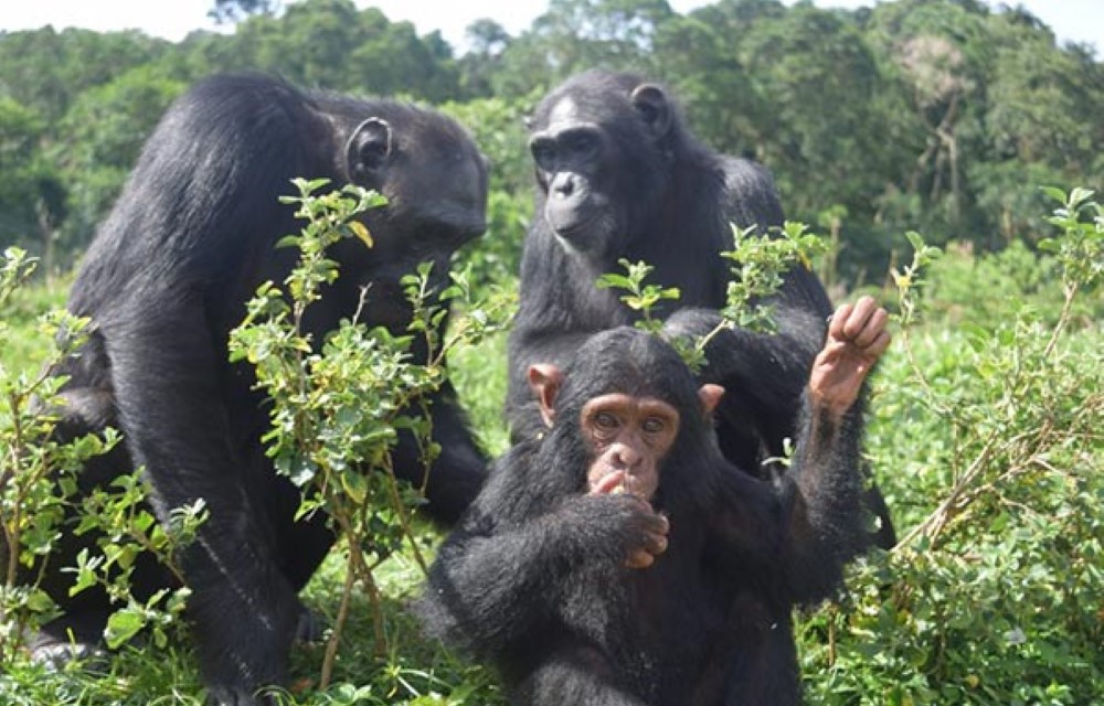 Umva Entebbe Attraction Pictures